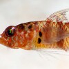 A new species of dwarfgoby, Eviota niedenthali, is described from Bikini Atoll, Marshall Islands, an archipelago in the northwestern tropical Pacific Ocean. The new species is distinguished by having a dorsal/anal-fin formula of 8/8; some branched pectoral-fin rays; no fifth pelvic-fin ray; the cephalic sensory-canal pore system lacking only the IT and POP pores; a large black spot centered on the caudal peduncle; two oval, colon-like, black spots centered on the pectoral-fin base; 6 ventral postanal spots; and a smooth, not tapering, male urogenital papilla.