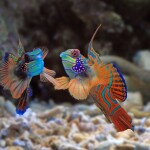 beautiful-color-mandarin-fish-colorfull-mandarin-fish-mandarin-fish-closeup-mandarinfish-manda (1)