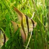 underwater-shot-altum-angelfish-algeas
