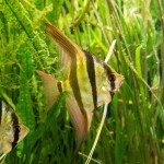 underwater-shot-altum-angelfish-algeas
