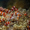 cute-anemone-fish-playing-coral-reef-beautiful-color-clownfish-coral-feefs (1)